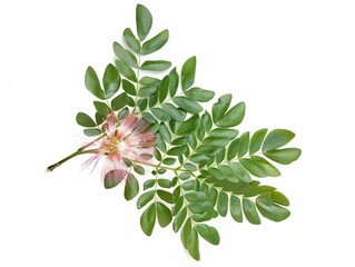 Rain tree flower and leaves (Samanea saman) isolated on white background 