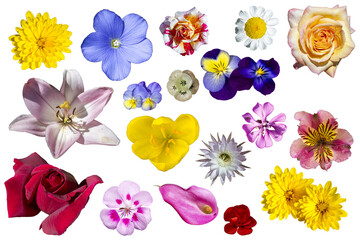 Flores de cgeraolores