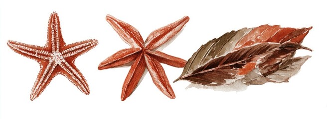 Watercolor illustration of three objects two starfish and a leaf