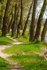 Fototapeta premium The forest and paths create a stunning natural scene, with beautiful spring landscapes featuring green grass and trees