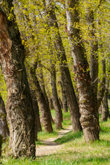The forest and paths create a stunning natural scene, with beautiful spring landscapes featuring green grass and trees