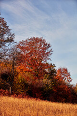 Autumn colored trees and countryside landscape scenery.