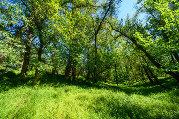 Fototapeta premium The picturesque spring scenery in the verdant woodland, with the sunbeams filtering through the foliage onto the verdant ground.
