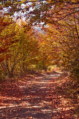Autumn colored trees and countryside landscape scenery.