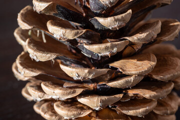 Close-up macro image of a brown pine cone with intricate texture and natural patterns.