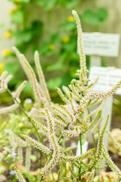 Russian statice or Limonium Suworowii plant in Saint Gallen in Switzerland 22.7.2025