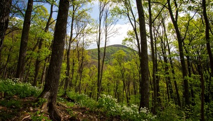 Fototapeta premium Lush forest scene with a mountain vista