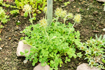 Star clover or Trifolium Stellatum plant in Saint Gallen in Switzerland 22.7.2025