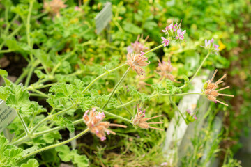 Rose geranium or Pelargonium Capitatum plant in Saint Gallen in Switzerland 22.7.2025