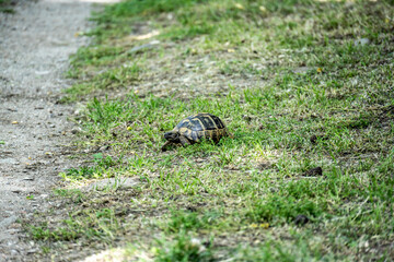 turtle in the wild on a sunny day in August in Greece