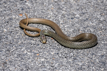Balkan snake in the wild on a sunny day in August in Greece