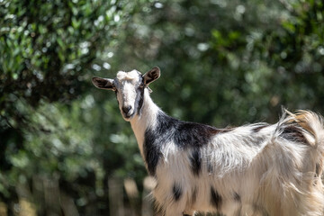 black and white goat in natural conditions on a sunny day in August in Greece