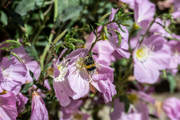 insects in the wild on a sunny day in August in Greece