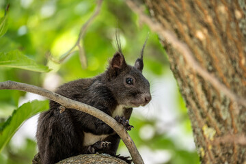 European squirrel in the wild on a sunny day in August in Greece