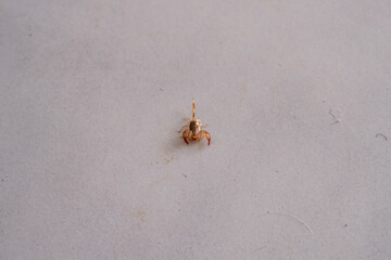beautiful insects in natural conditions on a sunny day in August on the island of Crete