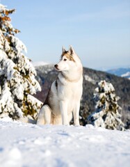 Naklejka premium Husky dog in snowy mountain landscape (2)