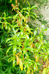 Gum rockrose or Cistus Ladanifer plant in Saint Gallen in Switzerland 22.7.2025