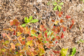 Ribes Sinanense plant in Saint Gallen in Switzerland 22.7.2025