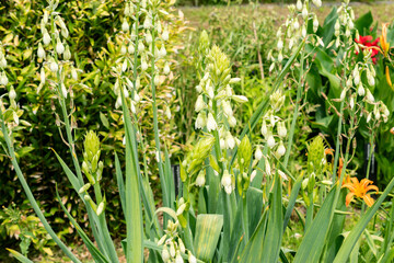 Obraz premium Star of Bethlehem or Ornithogalum Umbellatum plant in Saint Gallen in Switzerland 22.7.2025