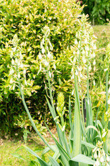 Obraz premium Star of Bethlehem or Ornithogalum Umbellatum plant in Saint Gallen in Switzerland 22.7.2025