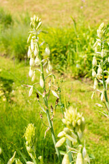 Star of Bethlehem or Ornithogalum Umbellatum plant in Saint Gallen in Switzerland 22.7.2025