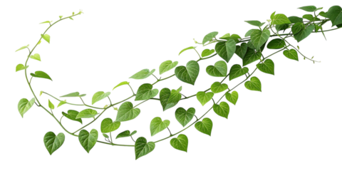Vibrant green vine with heart shaped leaves gracefully curves against a stark black background