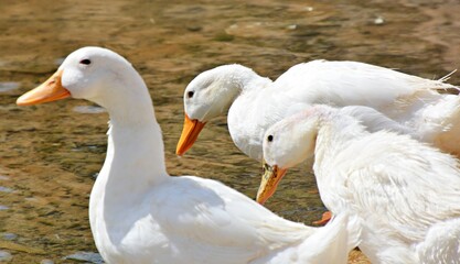 two white blue eyed geese