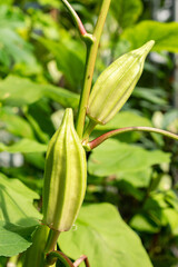 Okra or Abelmoschus Esculentus plant in Saint Gallen in Switzerland 22.7.2025