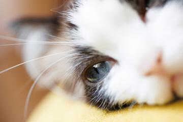 Ragdoll cat with beautiful big eyes. Favorite kitten, sleeps in a natural home atmosphere. close-up...