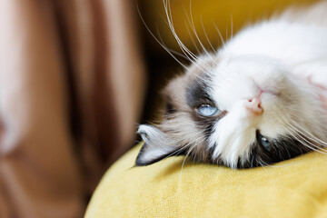 Ragdoll cat with beautiful big eyes. Favorite kitten, sleeps in a natural home atmosphere. close-up...
