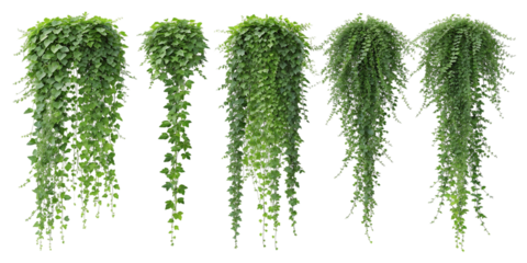 Five lush green hanging plants cascading downward against a dark background