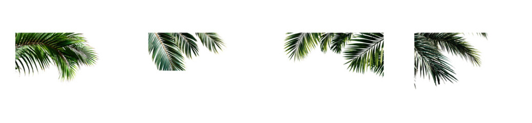 Collection of Green Palm Fronds Against Black Background, cut out transparent