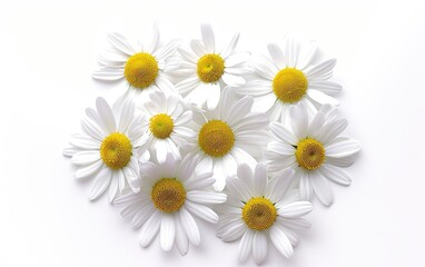 Obraz premium Close up overhead shot shows eight white daisies with yellow centers casually arranged on a white background.