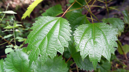 Close-up of Ramie Plant Leaves with Natural Texture