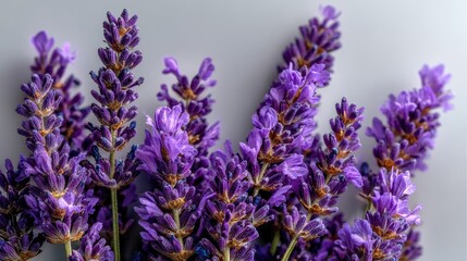 Naklejka premium Purple Blooms Still Life