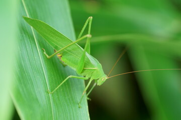 サトクダマキモドキ