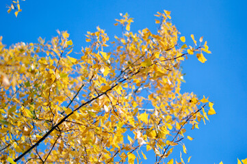 poplar trees with golden autumn leaves in sunlight