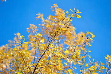 poplar trees with golden autumn leaves in sunlight