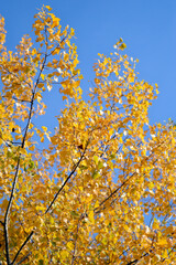 poplar trees with golden autumn leaves in sunlight