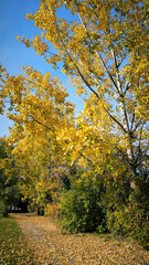 Naklejka premium poplar trees with golden autumn leaves in sunlight