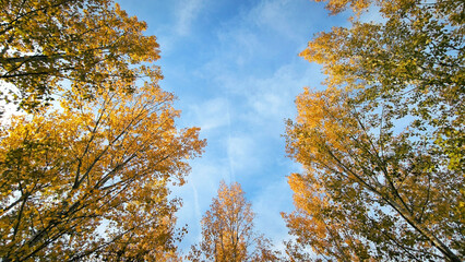 poplar trees with golden autumn leaves in sunlight
