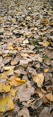 poplar trees with golden autumn leaves in sunlight