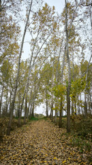 poplar trees in autumn colors leaning due the strong wind