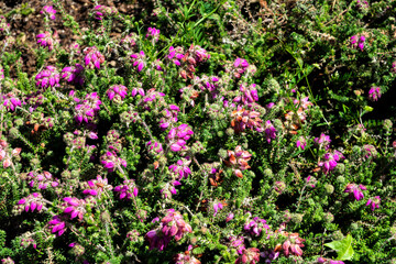 Heidekraut Erica Watsonii