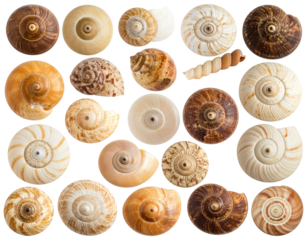 seamless background with shells