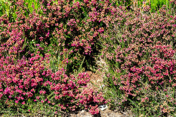 Heidekraut Art Erica cinerea