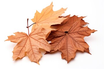 Brown dry maple fallen 5 leaves heap autumn plant brown.