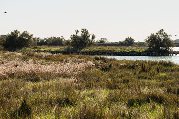 nature sceneries inside the Po river Delta lagoon during an autumnal afternoon, Comacchio, Ferrara, Italy