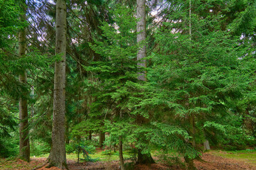 Vibrant green trees create a serene atmosphere in a dense forest during daytime