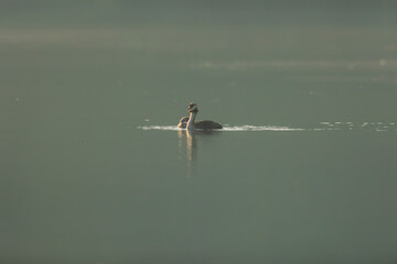 Great crested grebe